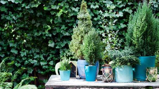 Najlepsze rośliny iglaste (drzewa i krzewy), które warto mieć w małym i dużym ogrodzie