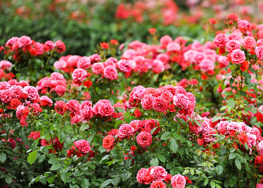 róże okrywowe w ogrodzie fot. LiliGraphie - Depositphotos