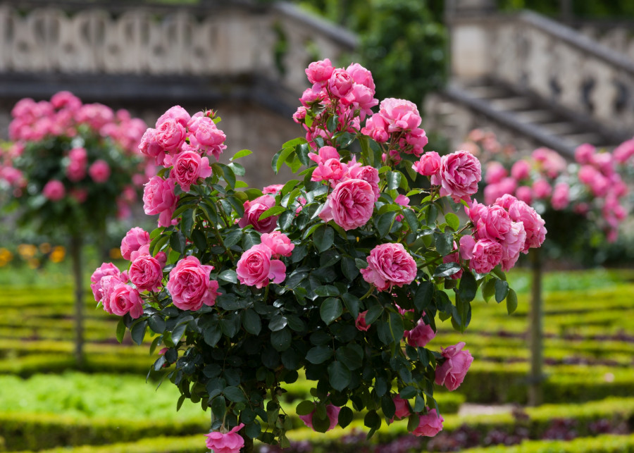 róże pienne w ogrodzie fot. YAYImages - Depositphotos