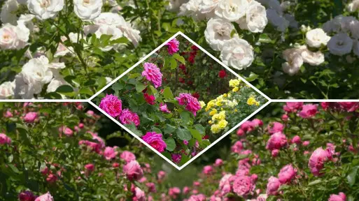 Jak założyć i pielęgnować ogród różany? Stwórz własne rosarium!