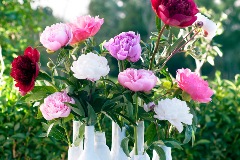 kwiaty na każdą okazję fot. Flower Council Holland 5