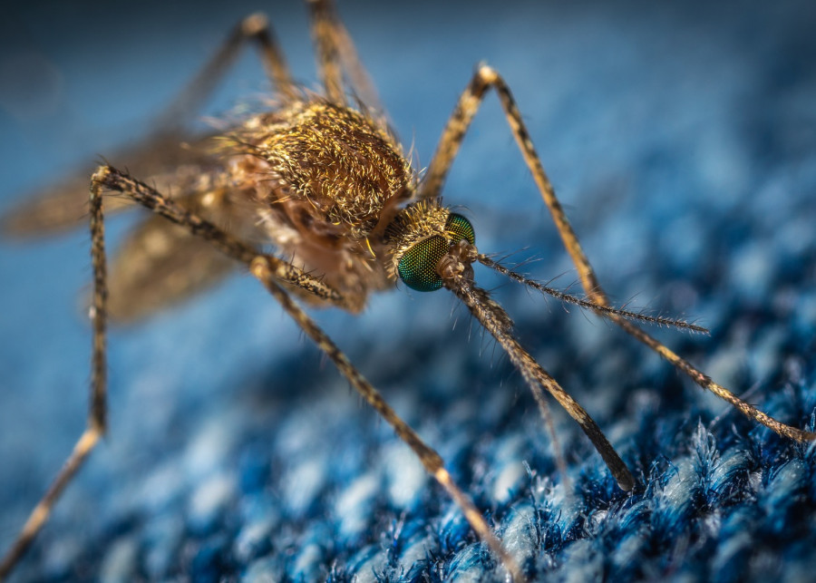 Sposoby na komary i meszki, fot. Егор Камелев - Pixabay