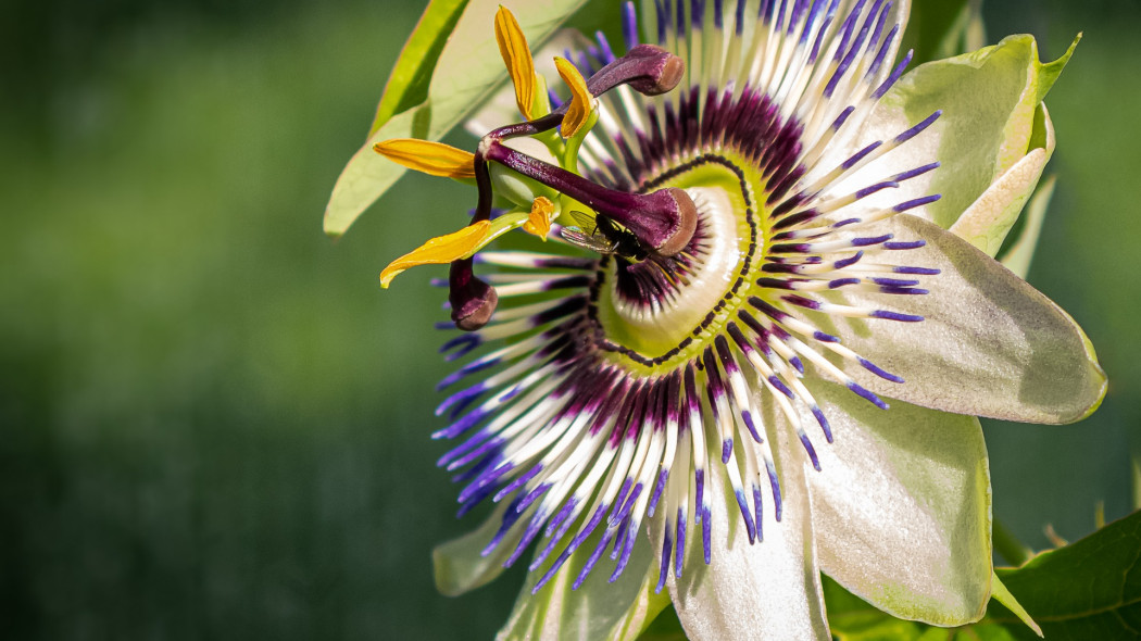 Passiflora, wewnątrz, na tarasie czy w ogrodzie, fot. Michaela Wenzler - Pixabay