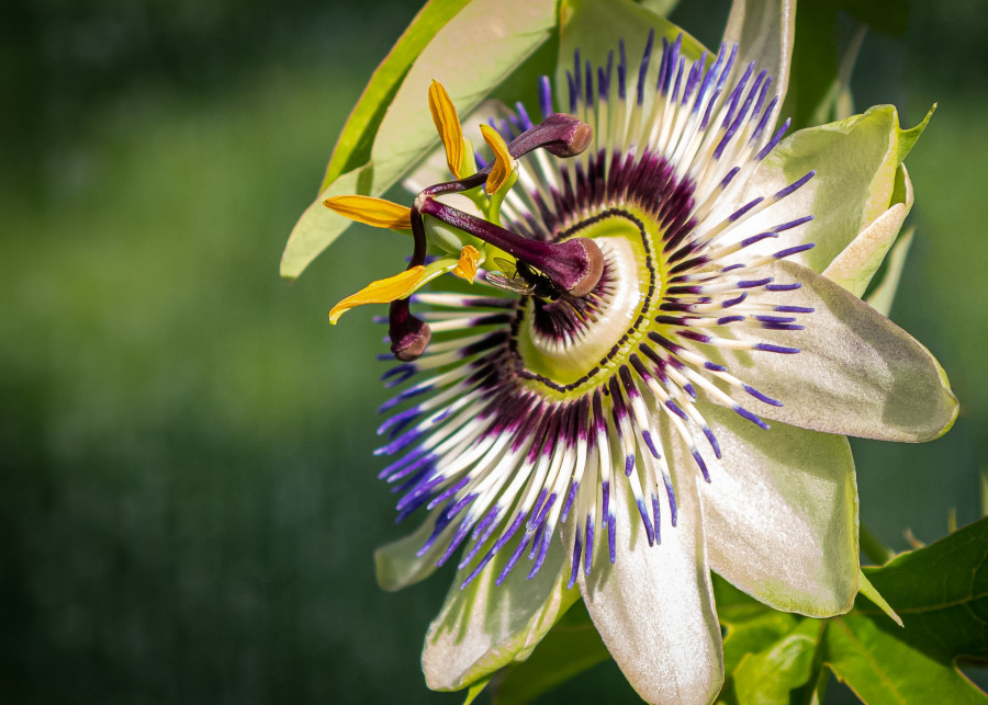 Passiflora, wewnątrz, na tarasie czy w ogrodzie, fot. Michaela Wenzler - Pixabay