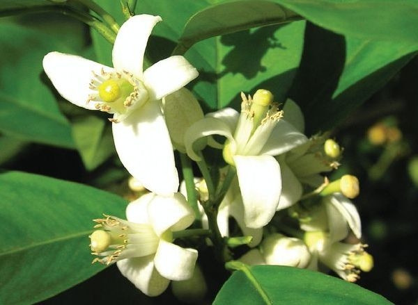 Drzewko pomarańczy (Citrus sinensis)