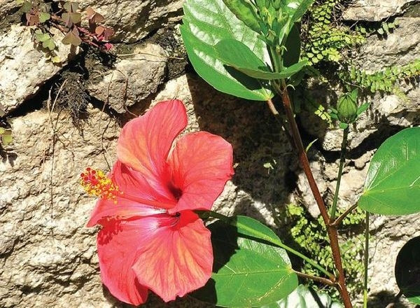 Ketmia (Hibiscus)