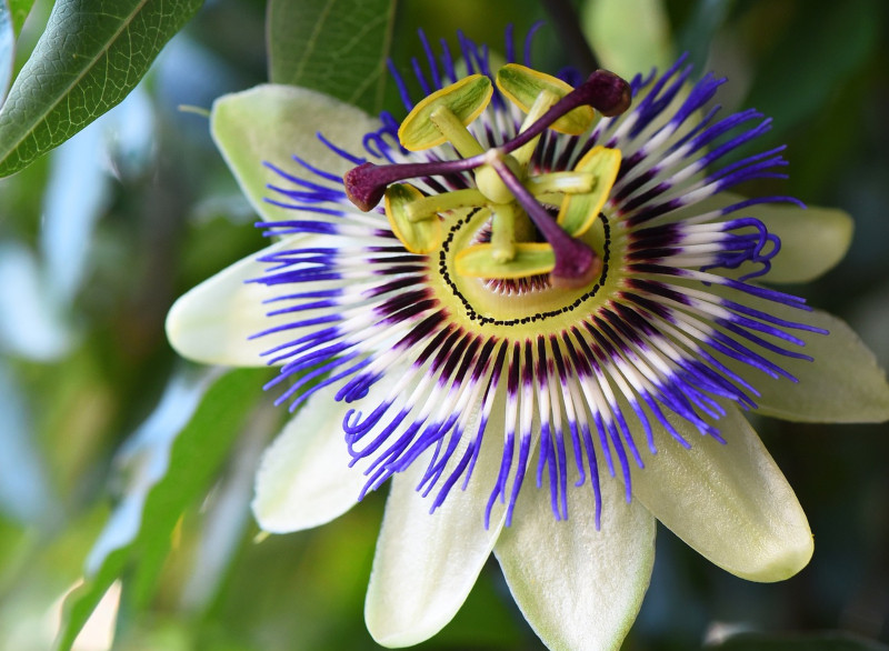 Męczennica (Passiflora), fot. tumtummetje - Pixabay