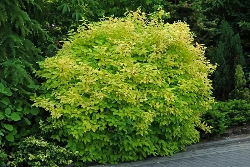 Philadelphus coronarius 'Aureus', fot. Agnieszka Żukowska