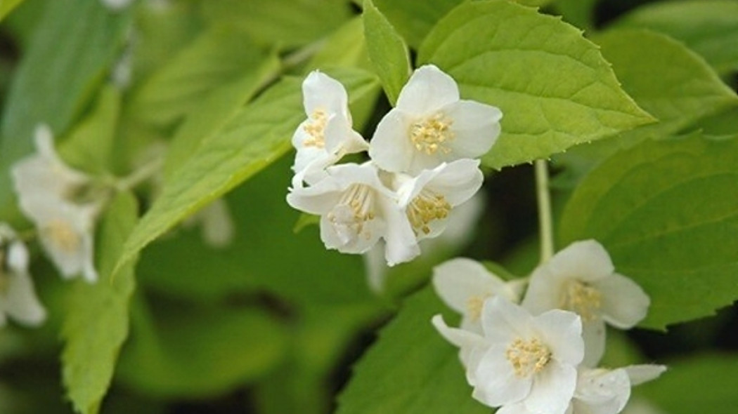 Jasminowiec wonny 'Aureus', fot. Ewa Łuczak