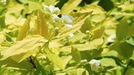 Jaśminowiec wonny 'Aureus'