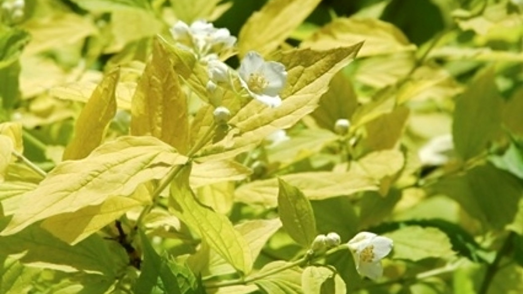 Philadelphus coronarius 'Aureus', fot. Monika Szczepaniak