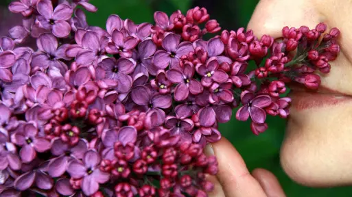 Pachnący ogród | Rośliny ogrodowe o pięknym zapachu