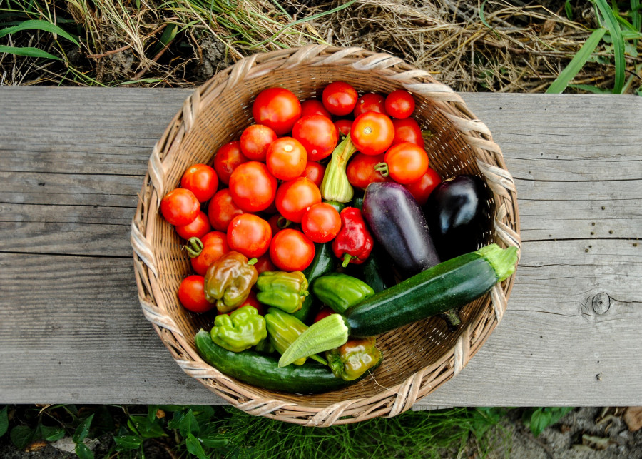 uprawy ekologiczne fot. Sofia Hdez - Pixabay