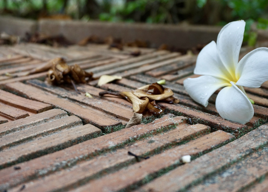 Klinkier jako nawierzchnia w ogrodzie, fot. Supasana Panthong - Pixabay
