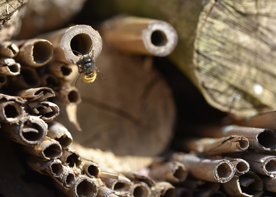 Pomysł na domek dla owadów pszczołowatych, fot. Stefan Niess - Pixabay