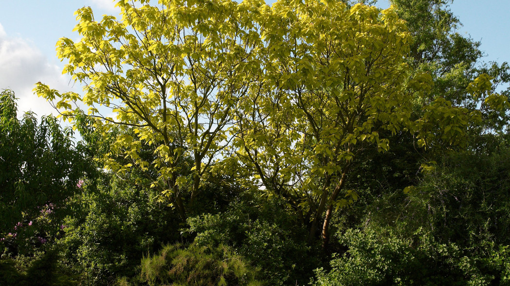 Surmia bignoniowa, Catalpa bignonioides 'Aurea', fot. Wouter Hagens - Wikimedia Commons