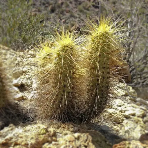 Echinocereus