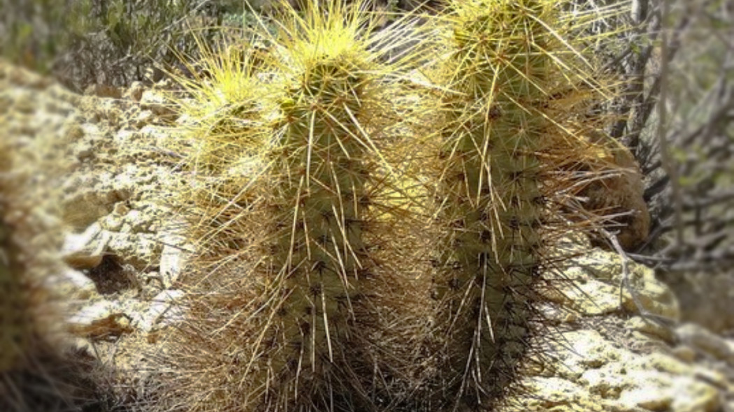 Echinocereus, fot. brewbooks (CC BY-SA 2.0) - Flickr