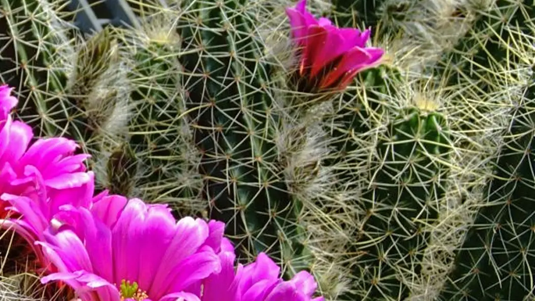 Echinocereus, fot. Elsie esq (CC BY 2.0) - Flickr