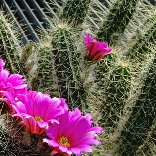 Echinocereus