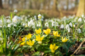 Przebiśniegi (Galanthus) i ranniki (Eranthis)