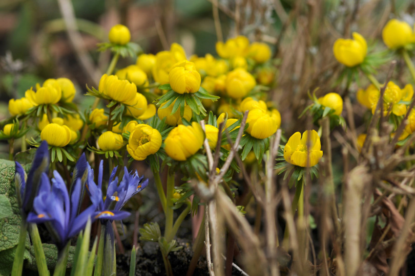 Ranniki (Eranthis) i kosaśce żyłkowane (Iris reticulata)