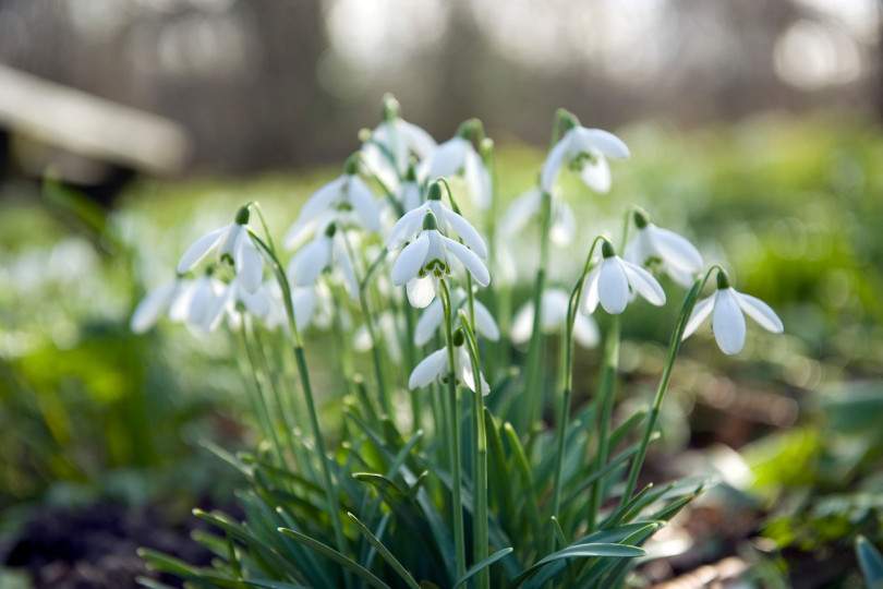 Przebiśniegi (Galanthus)