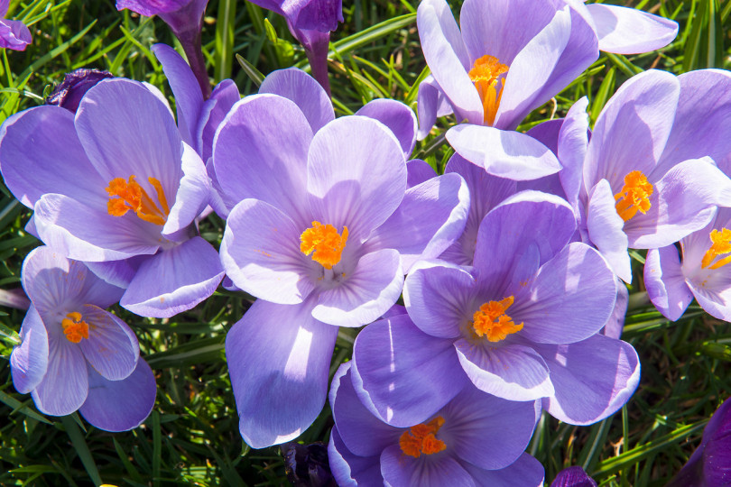 Krokusy (Crocus)