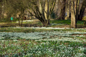 Przebiśniegi (Galanthus)