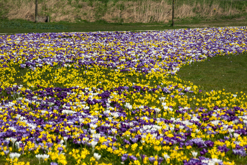 Krokusy (Crocus)