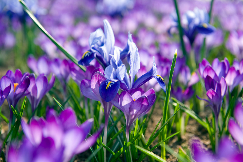 Irysy żyłkowane (Iris reticulata) i krokusy (Crocus)