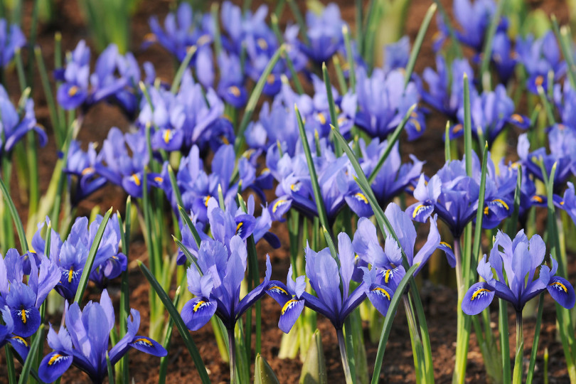 Irysy żyłkowane (Iris reticulata)