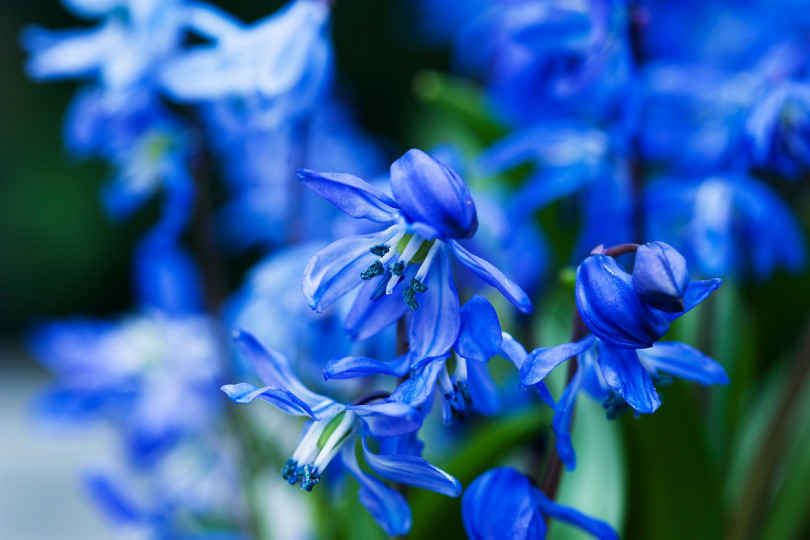 Cebulica syberyjska (Scilla siberica)