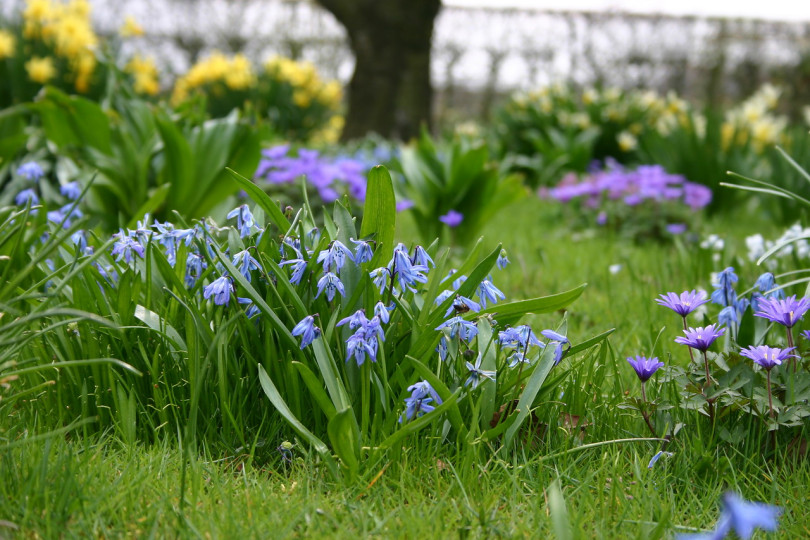 Cebulica syberyjska (Scilla siberica) i zawilce (Anemone blanda)