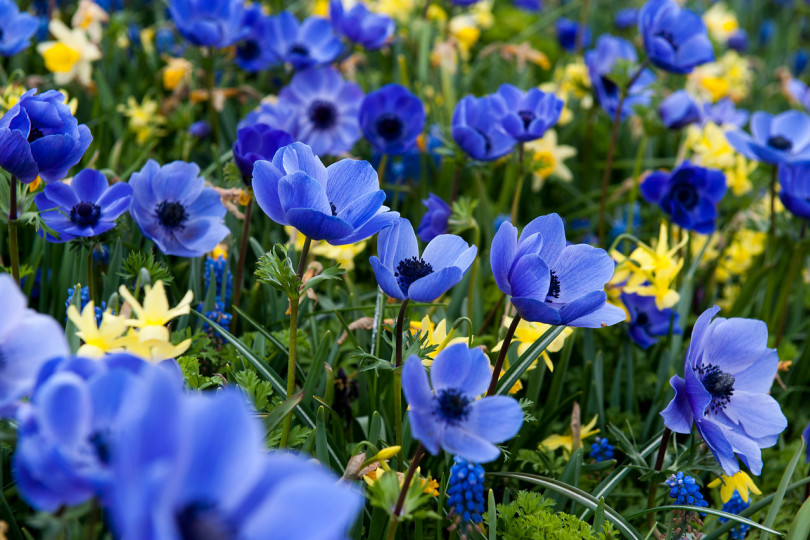 Zawilce (Anemone coronaria)