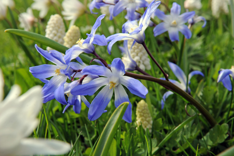 Śnieżnik (Chionodoxa) i szafirki (Muscari)