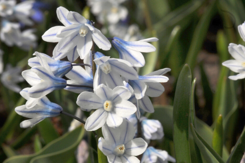 Śnieżnik (Chionodoxa)