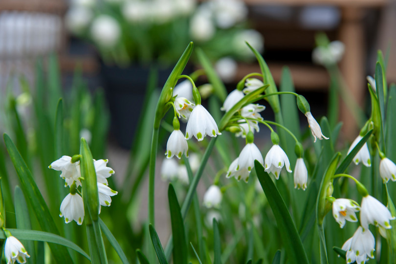 Śnieżyca wiosenna (Leucojum vernum)