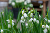 Śnieżyca wiosenna (Leucojum vernum)
