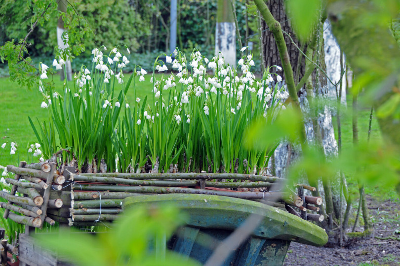 Śnieżyca wiosenna (Leucojum vernum)