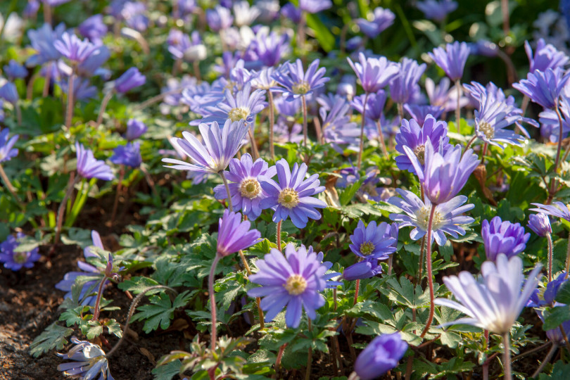 Zawilce (Anemone blanda)