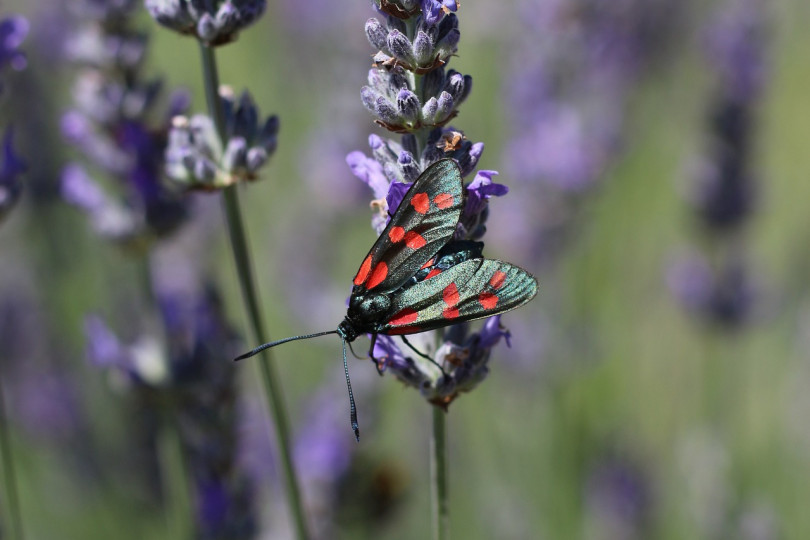 Kwiaty przyciągające owady - lawenda, fot. PurpleOwl - Pixabay