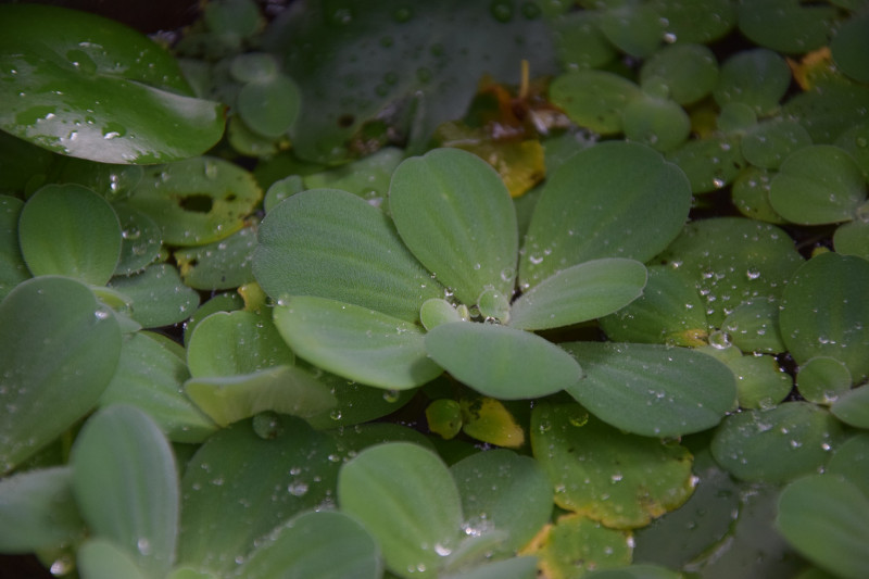 rośliny do oczka wodnego - pistia fot. Cảnh Hoàng văn Pixabay