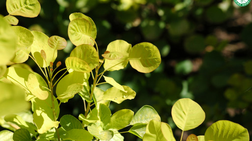 Perukowiec podolski GOLDEN SPIRIT ‘Ancot’