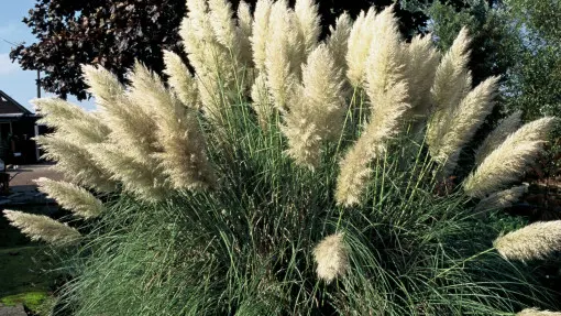 Trawa pampasowa / Kortaderia pampasowa