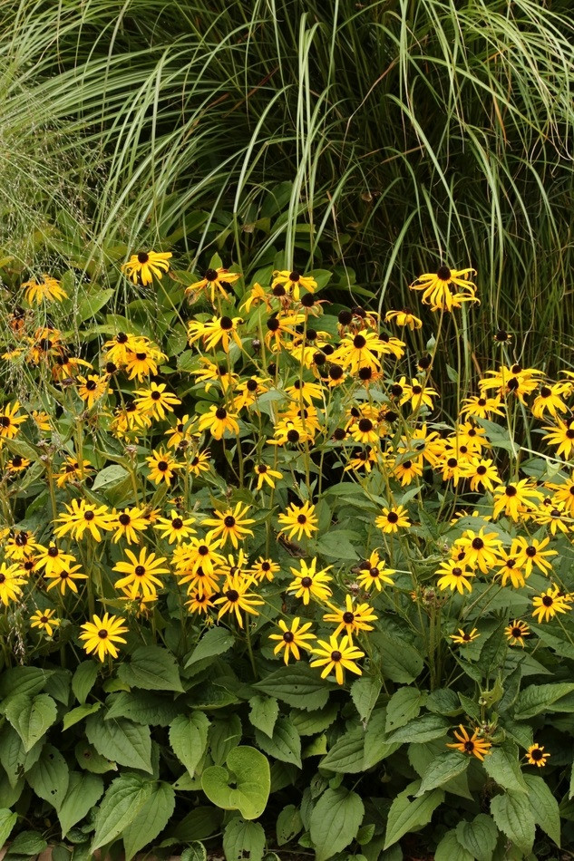 Rudbekia 'Goldsturm'