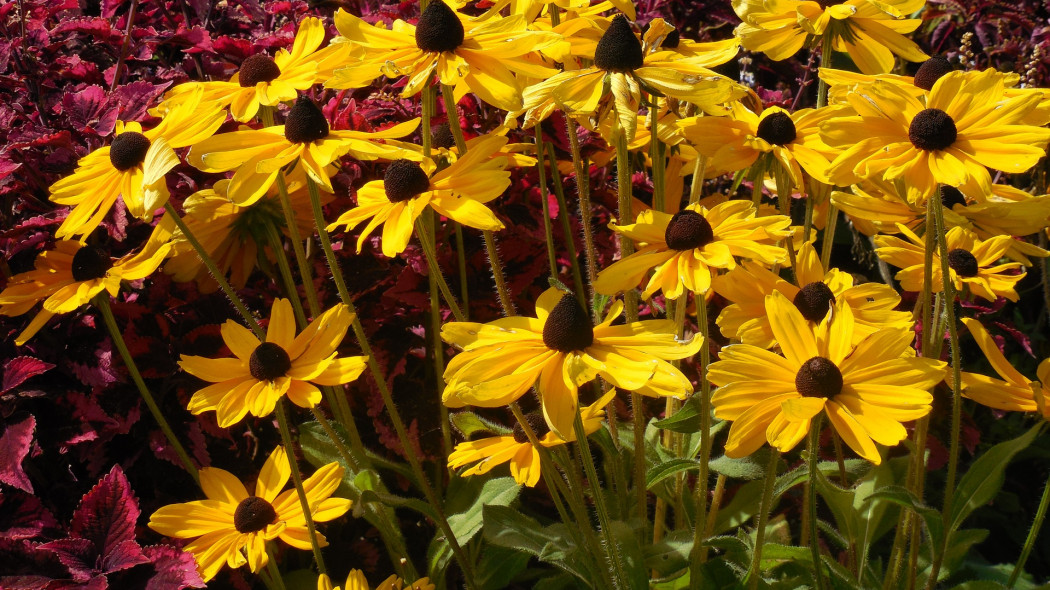 co posadzić obok rudbekii fot. Rebecca Matthews Pixabay