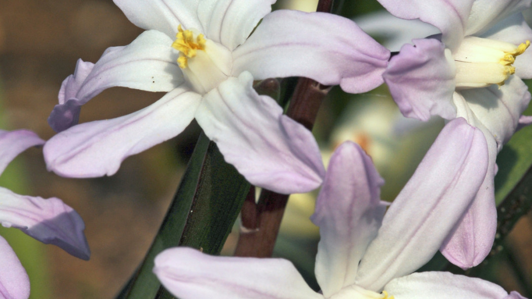 Śnieżnik Chionodoxa forbesii, fot. iBulb