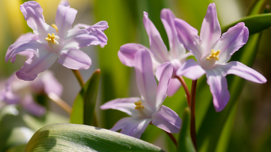 Chionodoxa forbesii 'Pink Giant', fot. iBulb