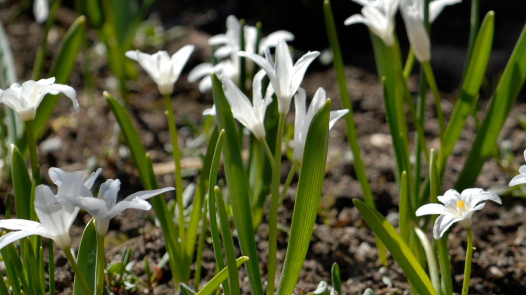 Chionodoxa forbesii 'Alba', fot. iBulb